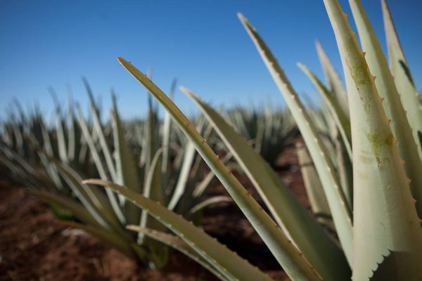 Ten reasons why you should use Aloe Vera in 2021